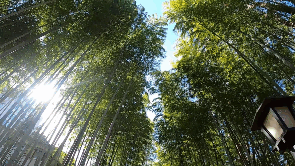 竹林